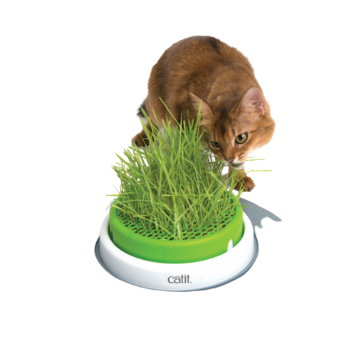 Leverancier-fournisseur-cat-it-grass-planter-voor-katten-pour-chats