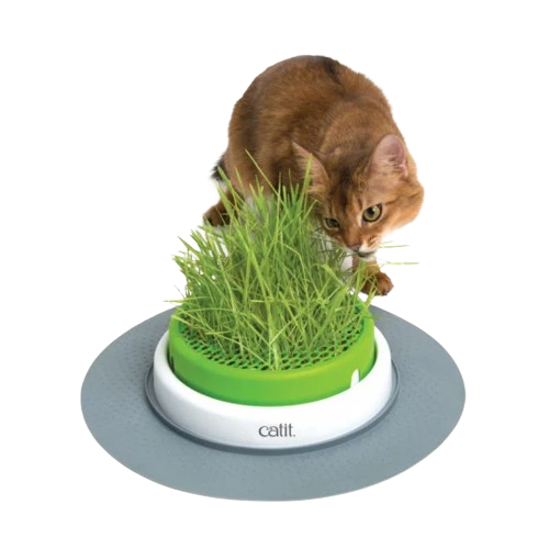 Animaux : comment faire pousser sa propre herbe à chat ?