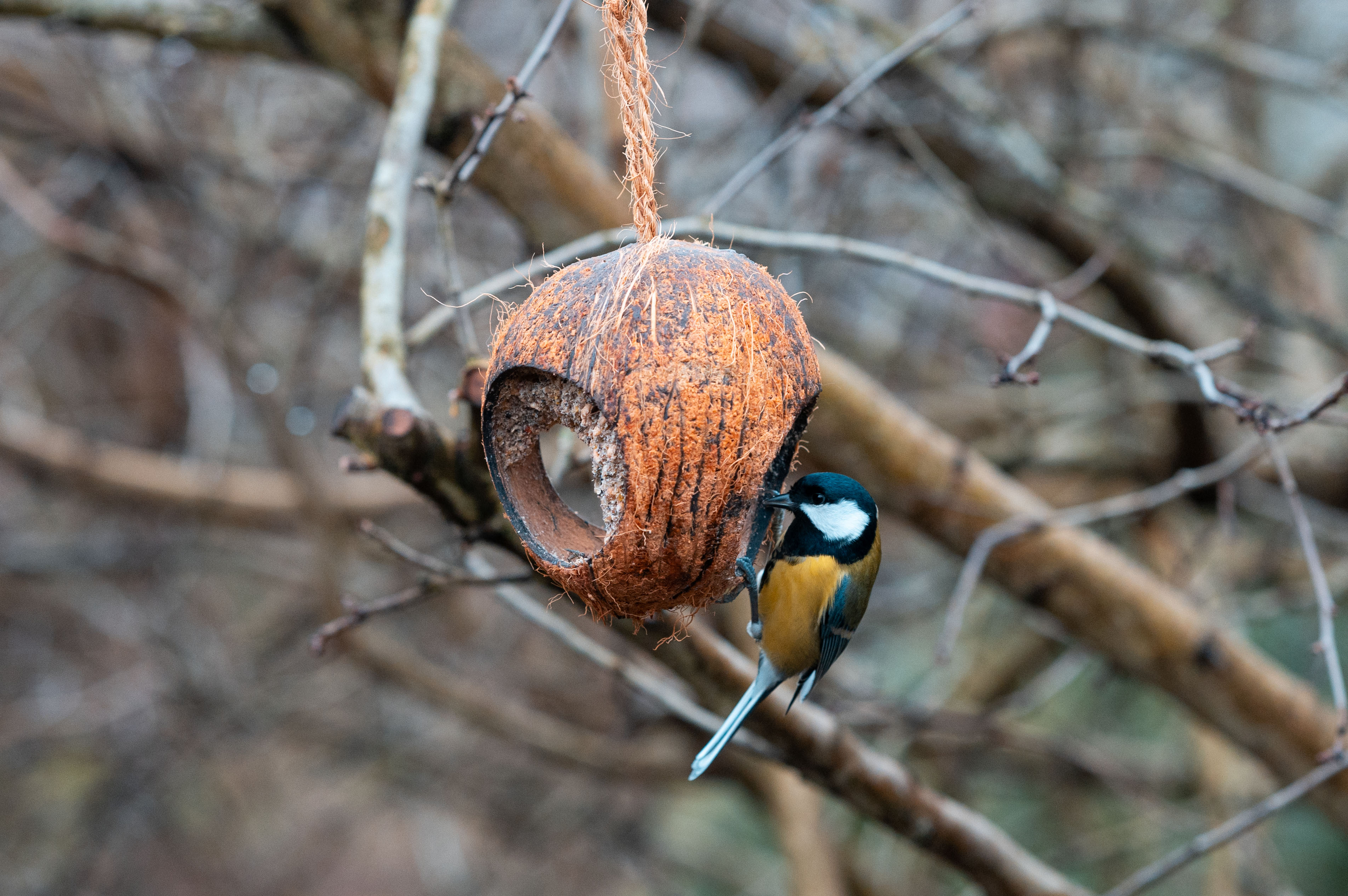 Tom&Co-Good-gardenbirds