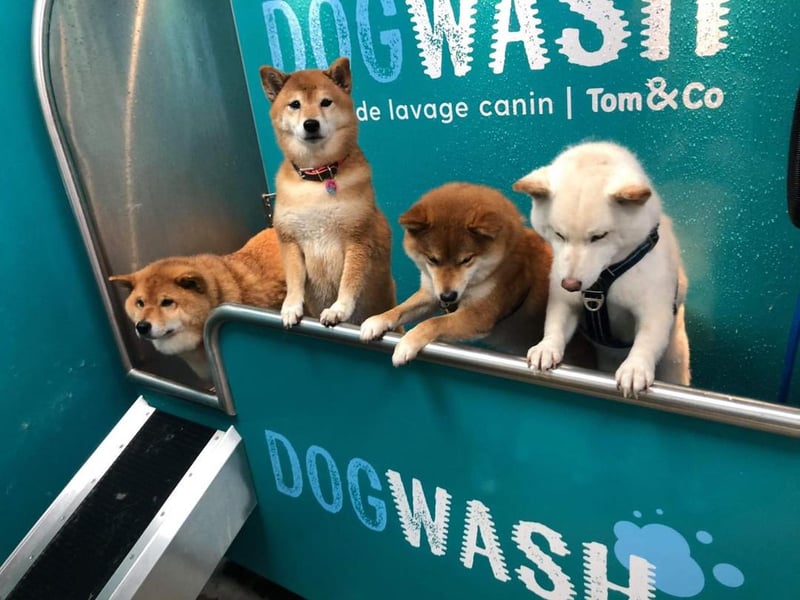 Des chiens prennent leur bain dans une station DogWash chez Tom&Co