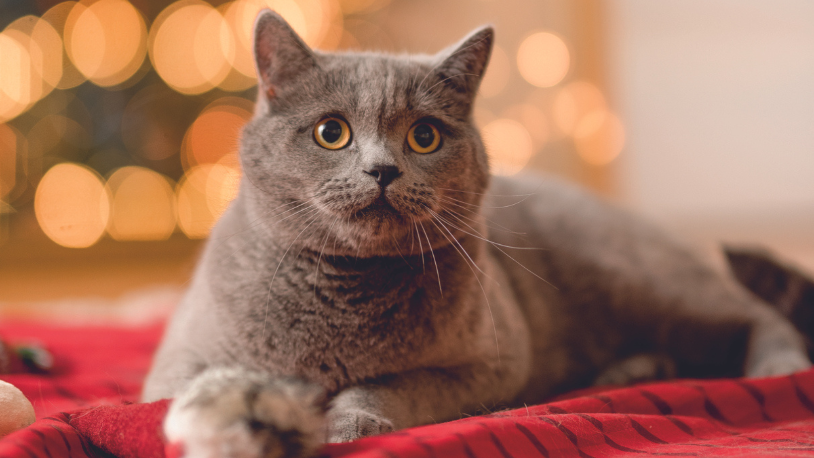 Tom&Co-kerst-noel-chat-cat-banner