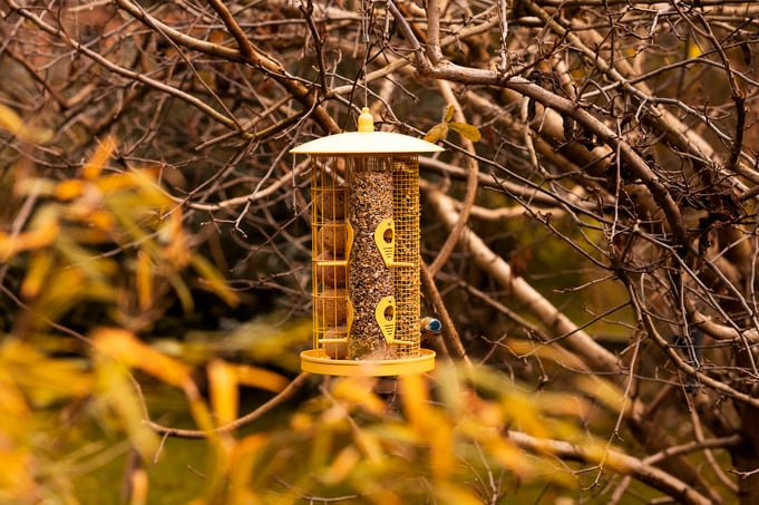 Oiseaux dans le jardin Edith