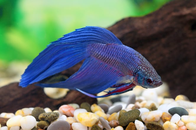Vis-aquarium-betta-splendens-blauw