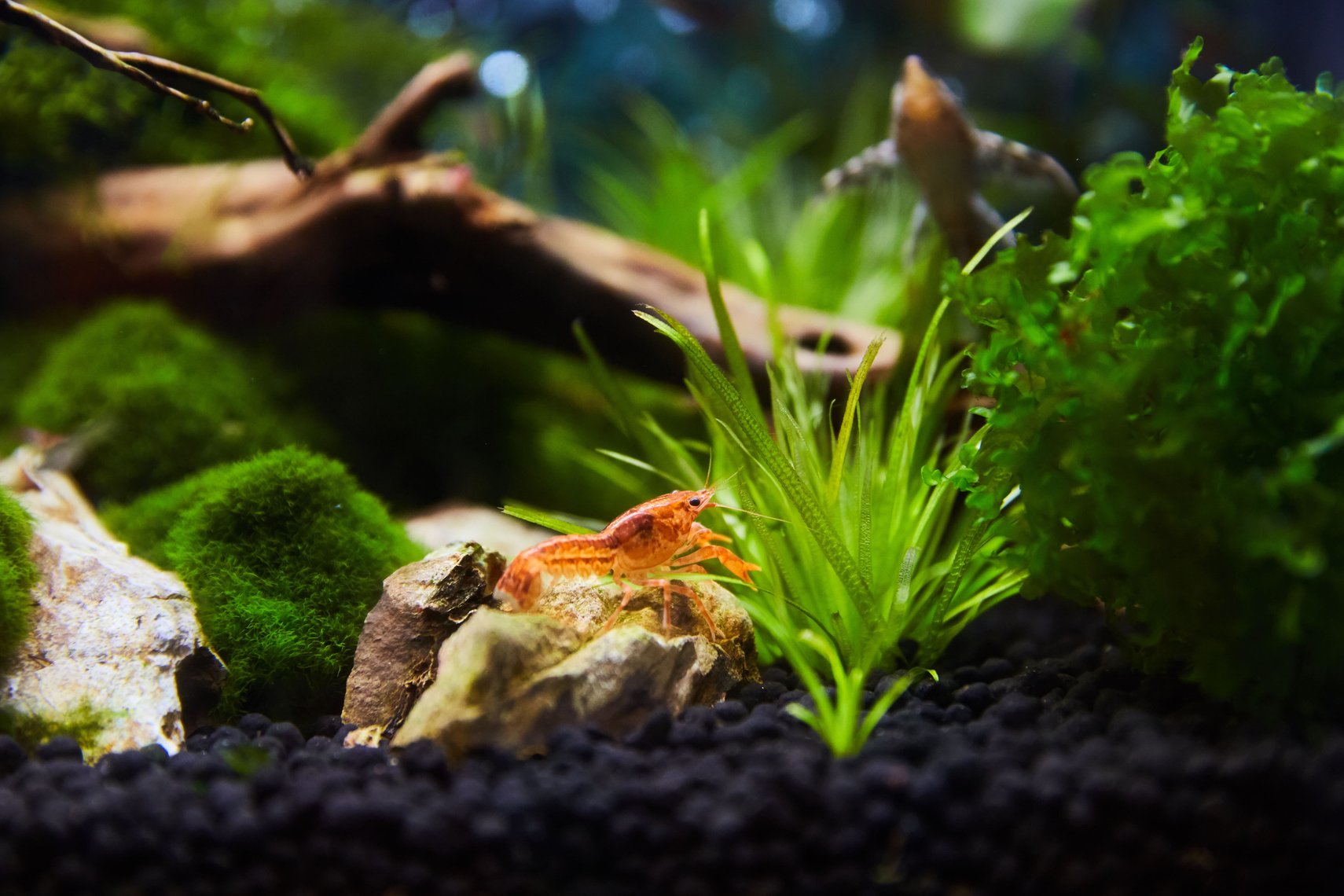 Quels poissons pour un nanoaquarium