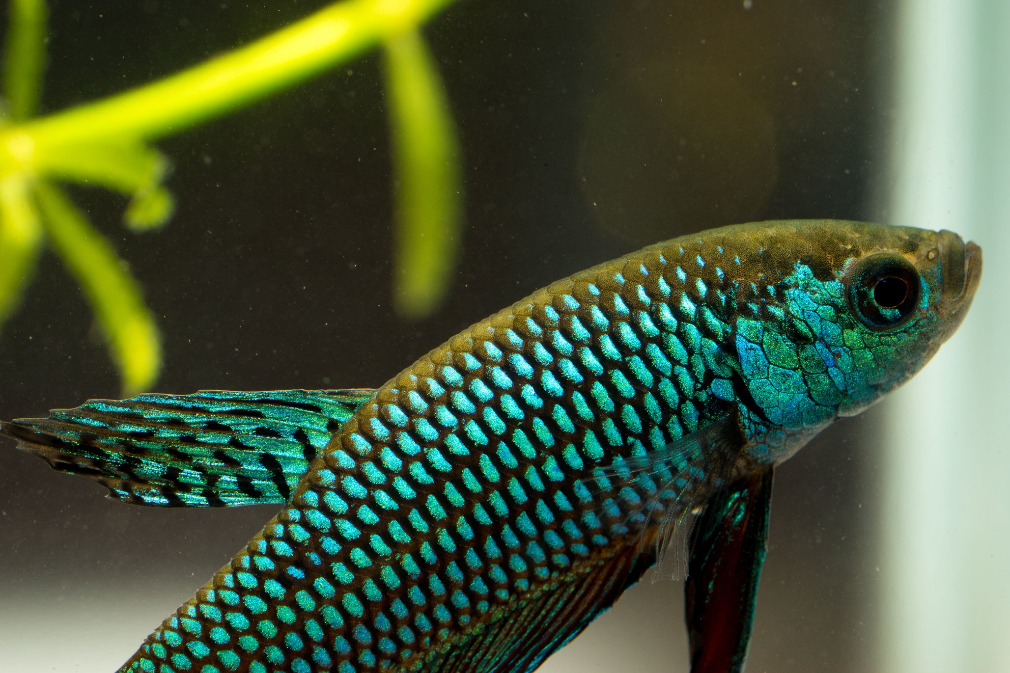 Quels poissons pour un nanoaquarium