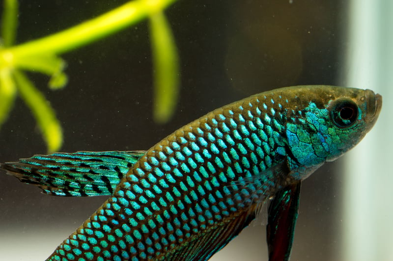 Een nano-aquarium: vissen hier thuis?