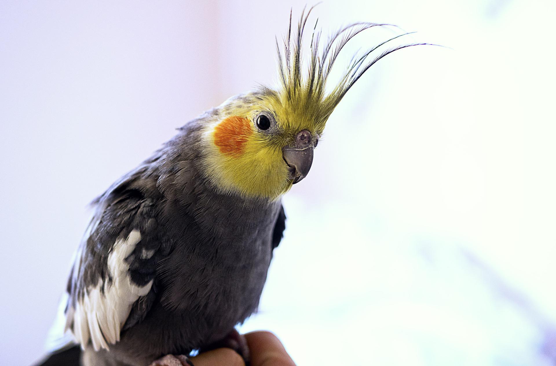 Vogel-oiseau-valkparkiet-calopsitte-gris