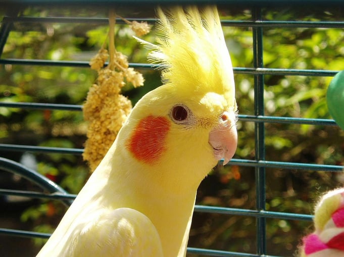 Vogel-oiseau-valkparkiet-calopsitte-jaune