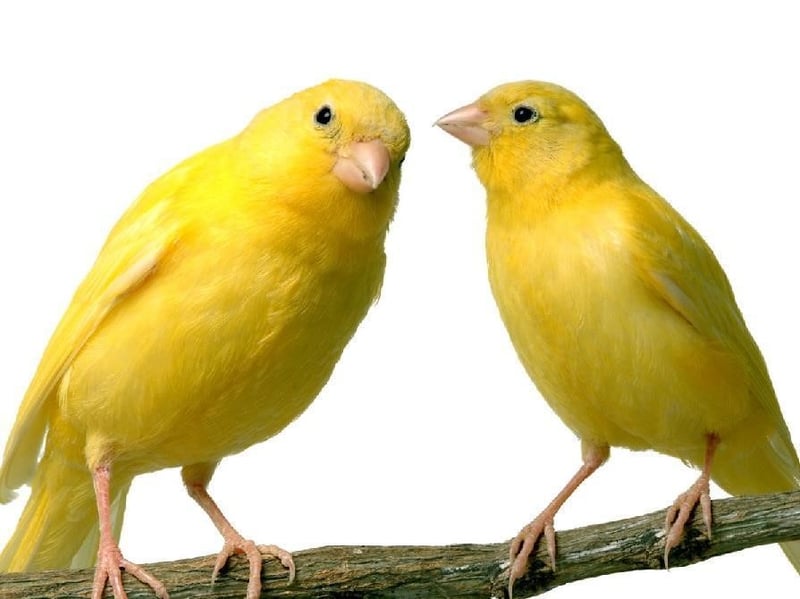 couple de canaris jaunes