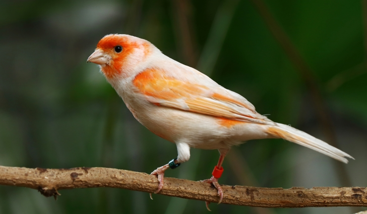 entretenir son canari