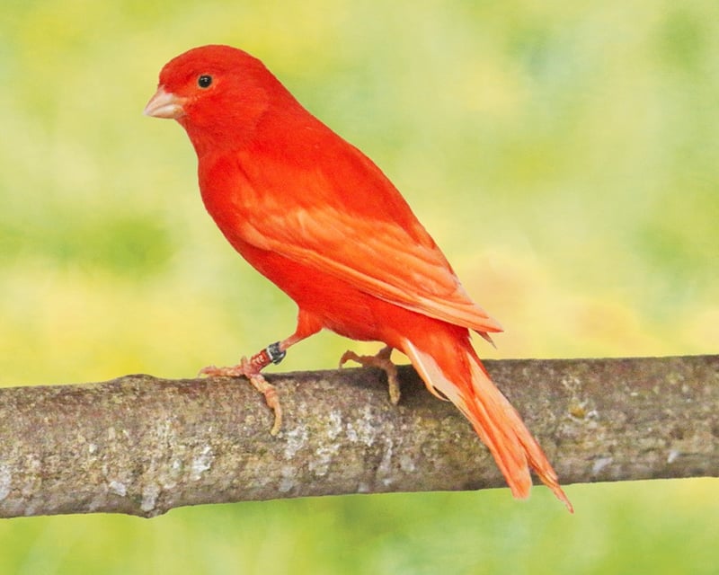 un canari rouge sur une branche