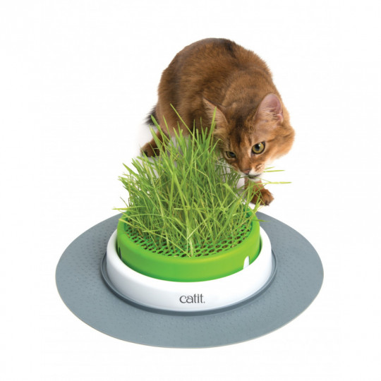 Jardinière à herbe à chat Catit Senses 2.0.