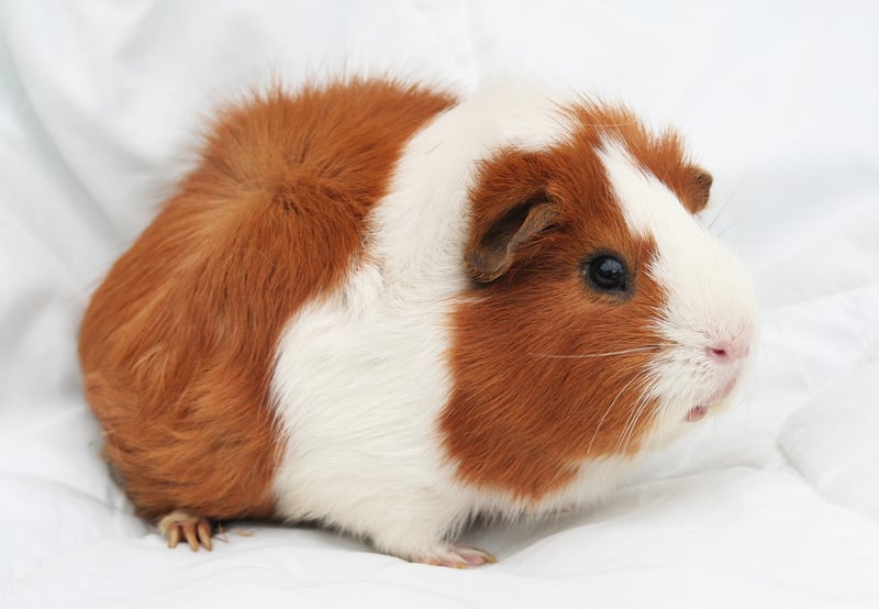 cavia-rood-wit-witte-achtergrond