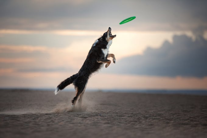 Chien qui attrape un fisbee sur la plage