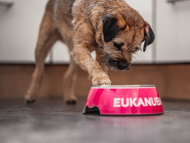 gamelle pour chien Eukanuba