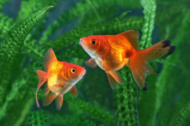 des poissons rouges dans un aquarium