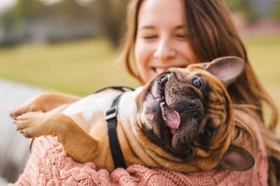 Jeux pour bulldog français Jeux pour bulldog français