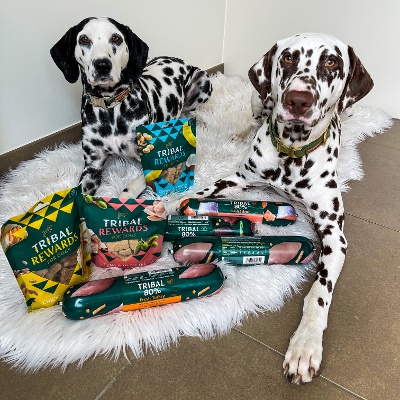 Gamme Tribals pour dalmatiens Gamme Tribals pour dalmatiens
