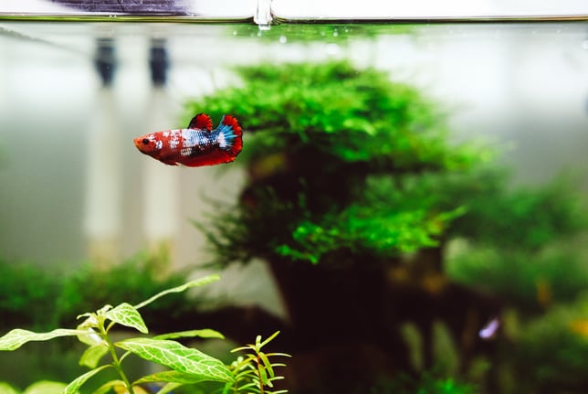 Un poisson dans un aquarium propre
