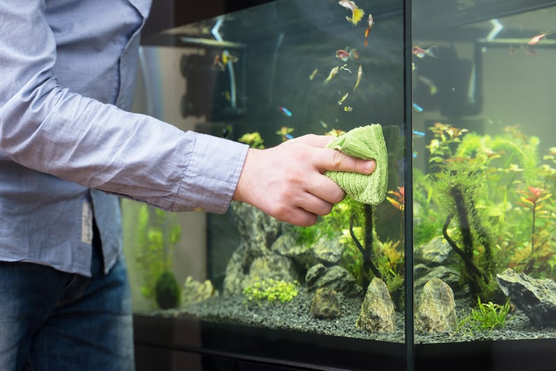 wiel betaling essence Zo gezond als een vis … in een proper aquarium!