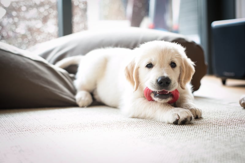 puppy-goldenretriever-wit-groot