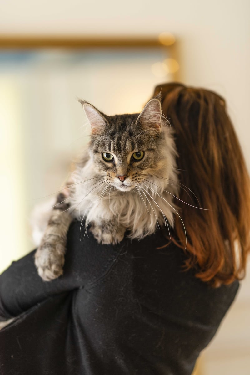 le Maine Coone est un chat de grande taille