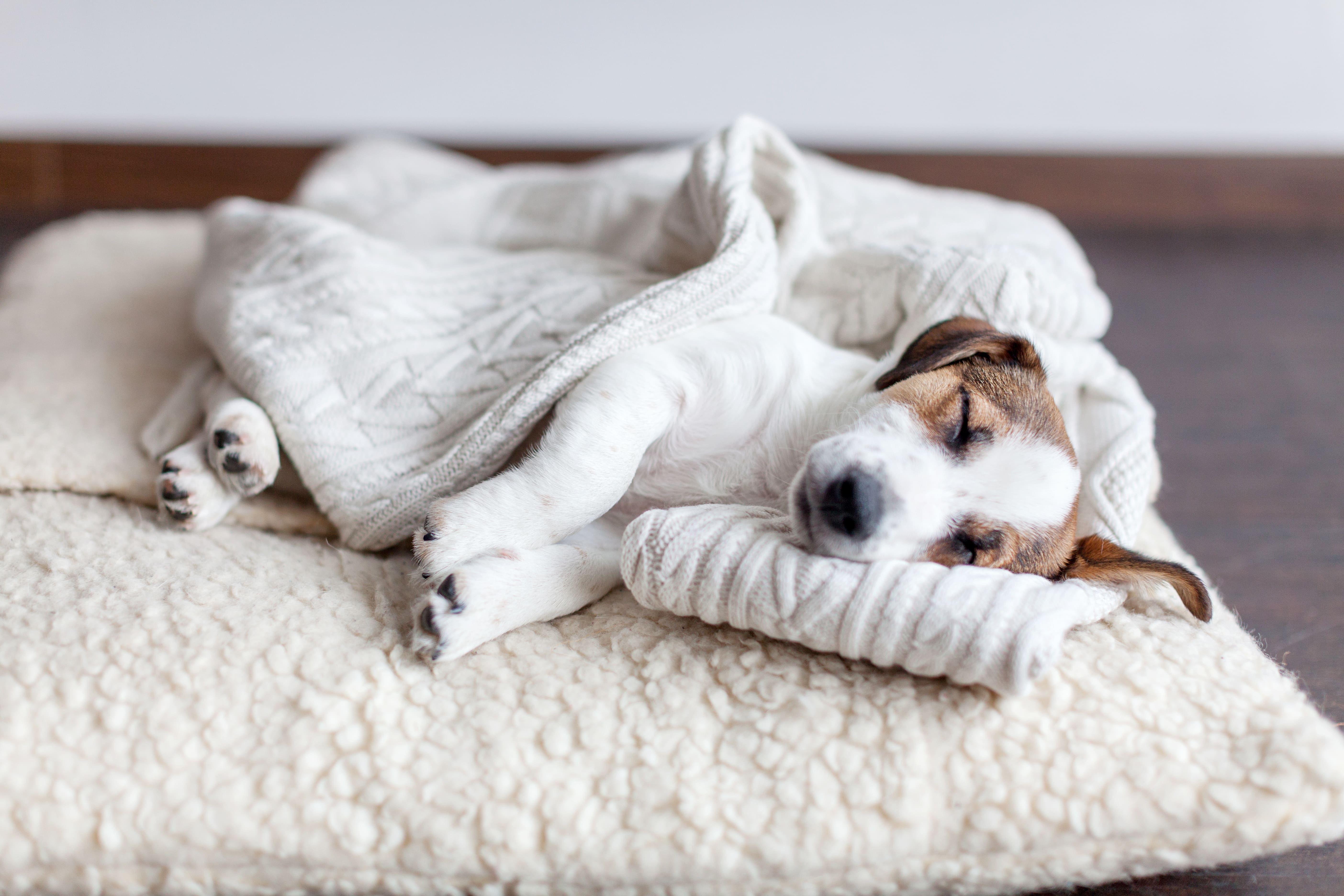 hond slaapt op hondenkussen in huis