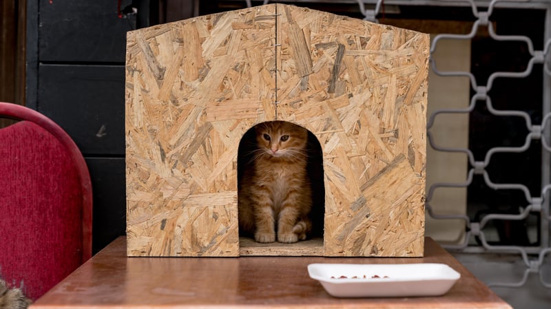 Een kat schuilt in zijn houten kattenhuis.