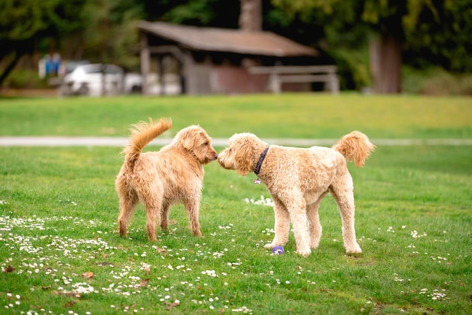 twee honden ontmoeten elkaar in het park