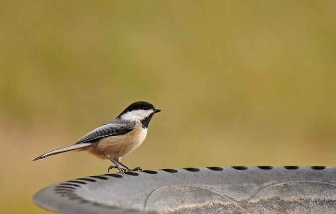 Abreuvoir pour oiseaux