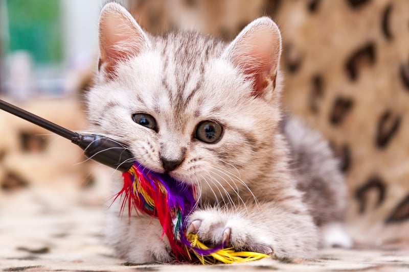 Kitten speelt met kattenspeelgoed