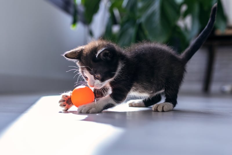 un chaton joue avec une balle