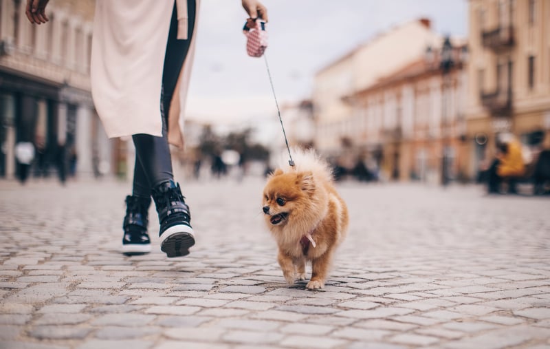 Un chiot en balade