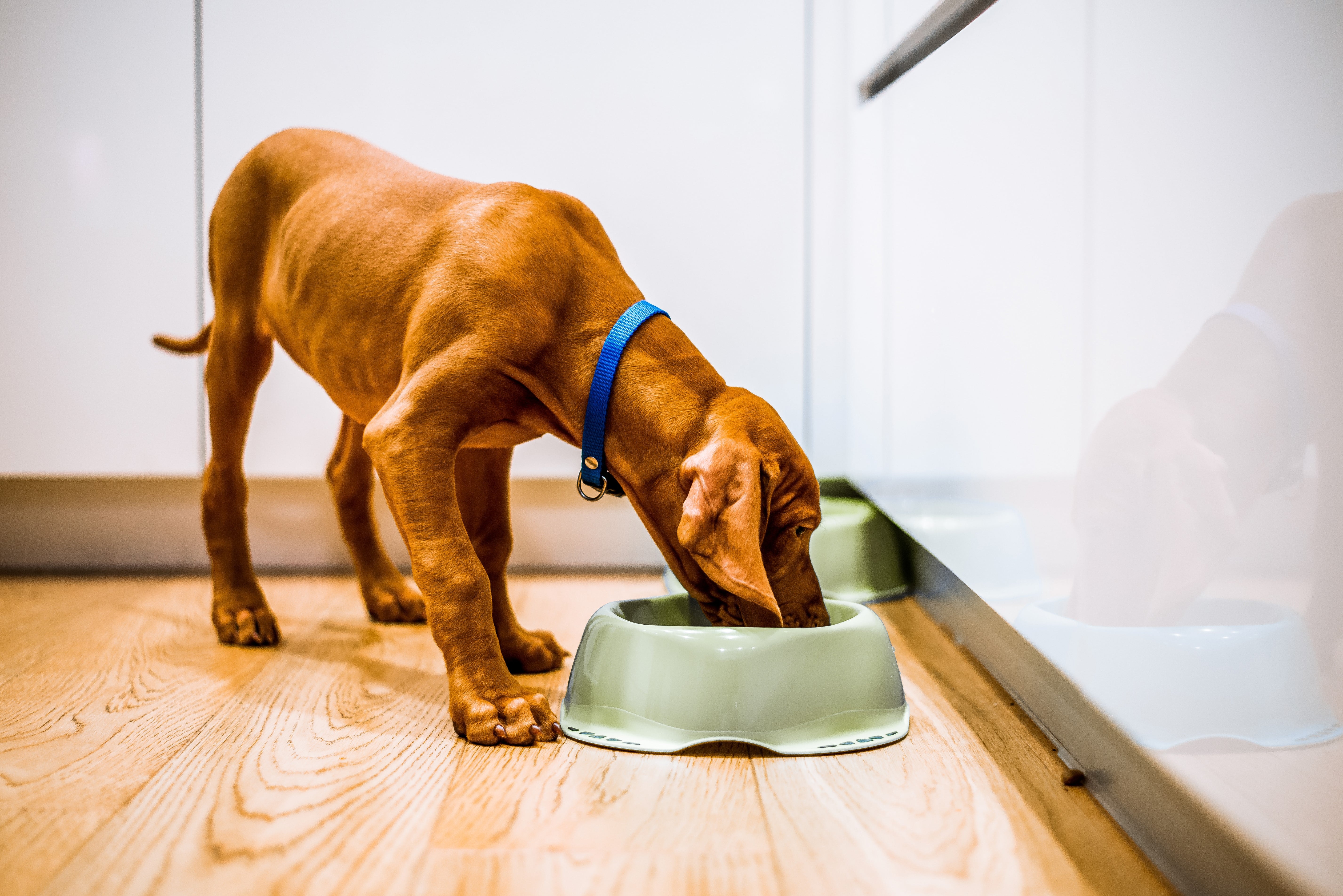 Een te magere hond eet in de keuken.