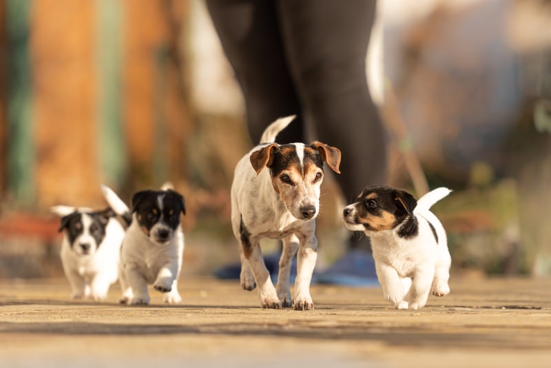 Hond loopt met haar pups op straat tijdens socialisatieperiode