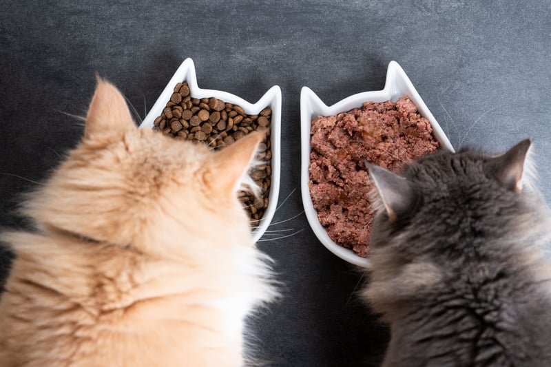 Twee katten eten droge kattenbrokken en natvoer uit blik of kuipje.