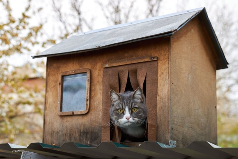 Chat regarde de sa maison de chats