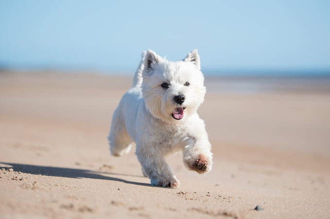 Kleine witte hond loopt op het strand