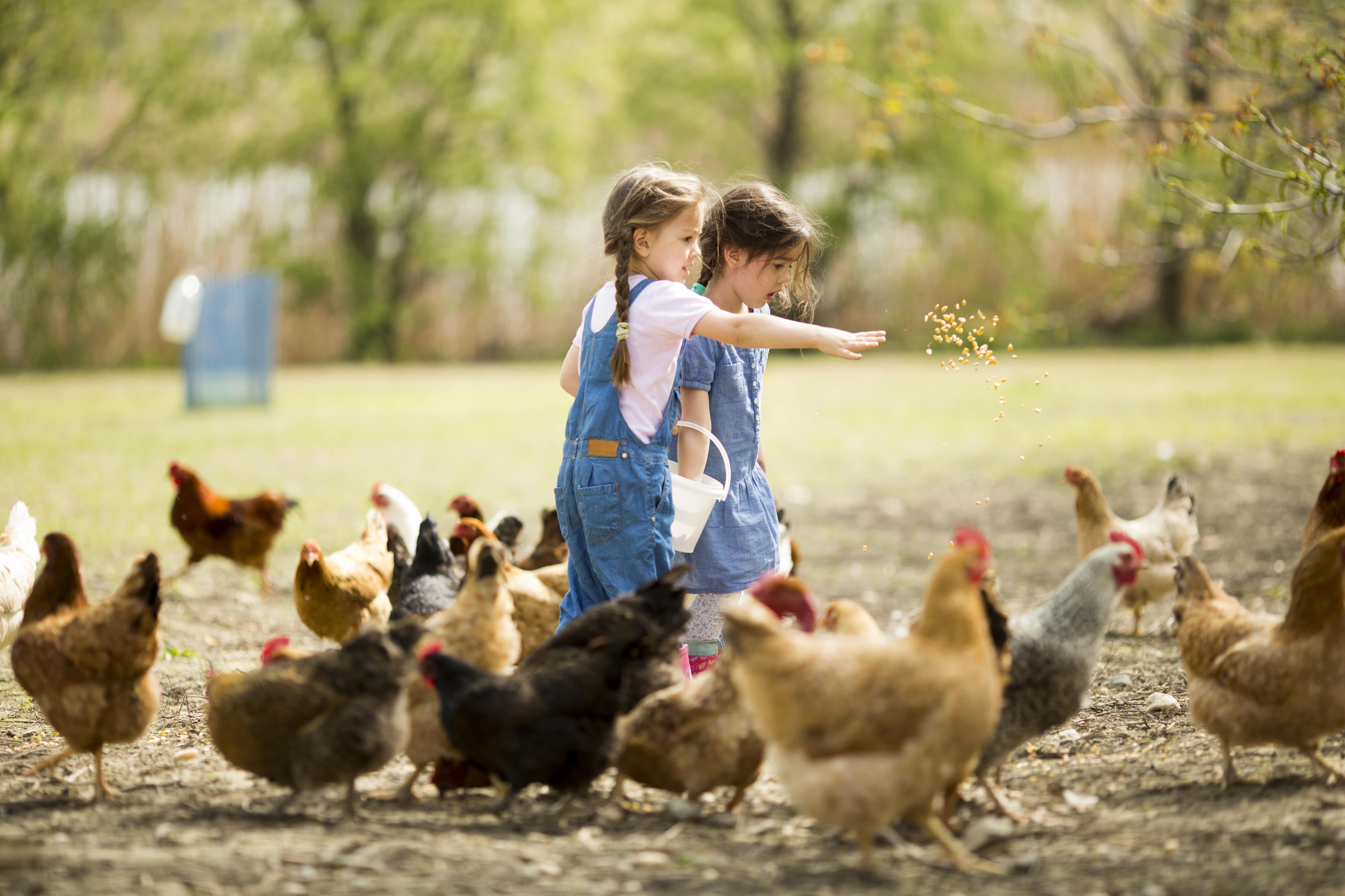 les aliments pour nourrir les poules pondeuses