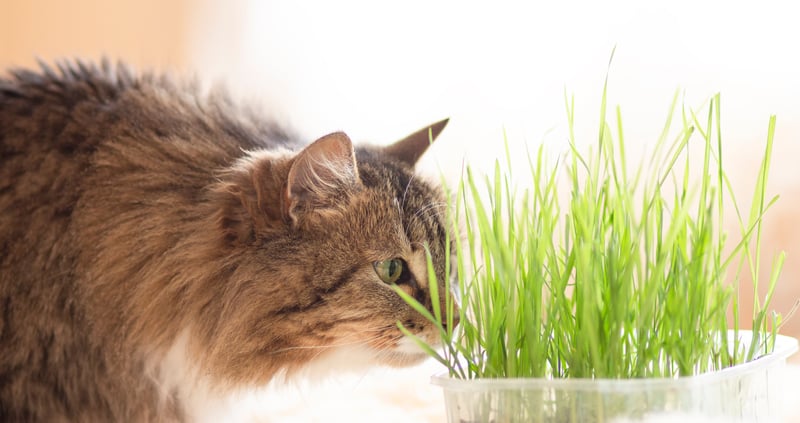 un chat renifle de l'herbe à chat