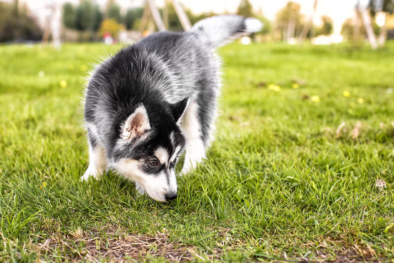 Husky puppy ruikt aan het gras.