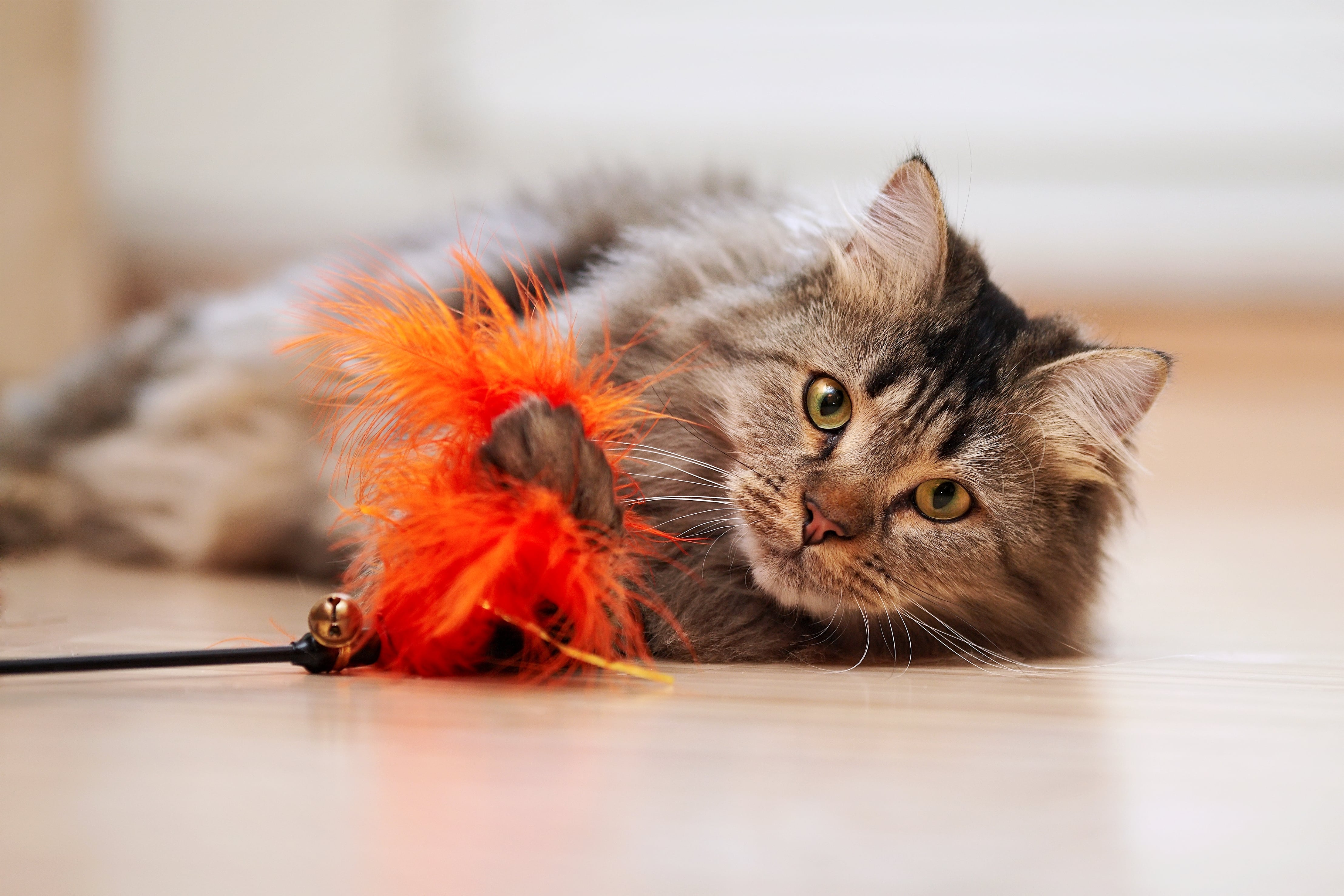 Een kat speelt vrolijk met een speeltje met pluimen.