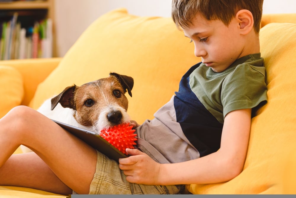 Mon chien s’ennuie les 9 signes révélateurs