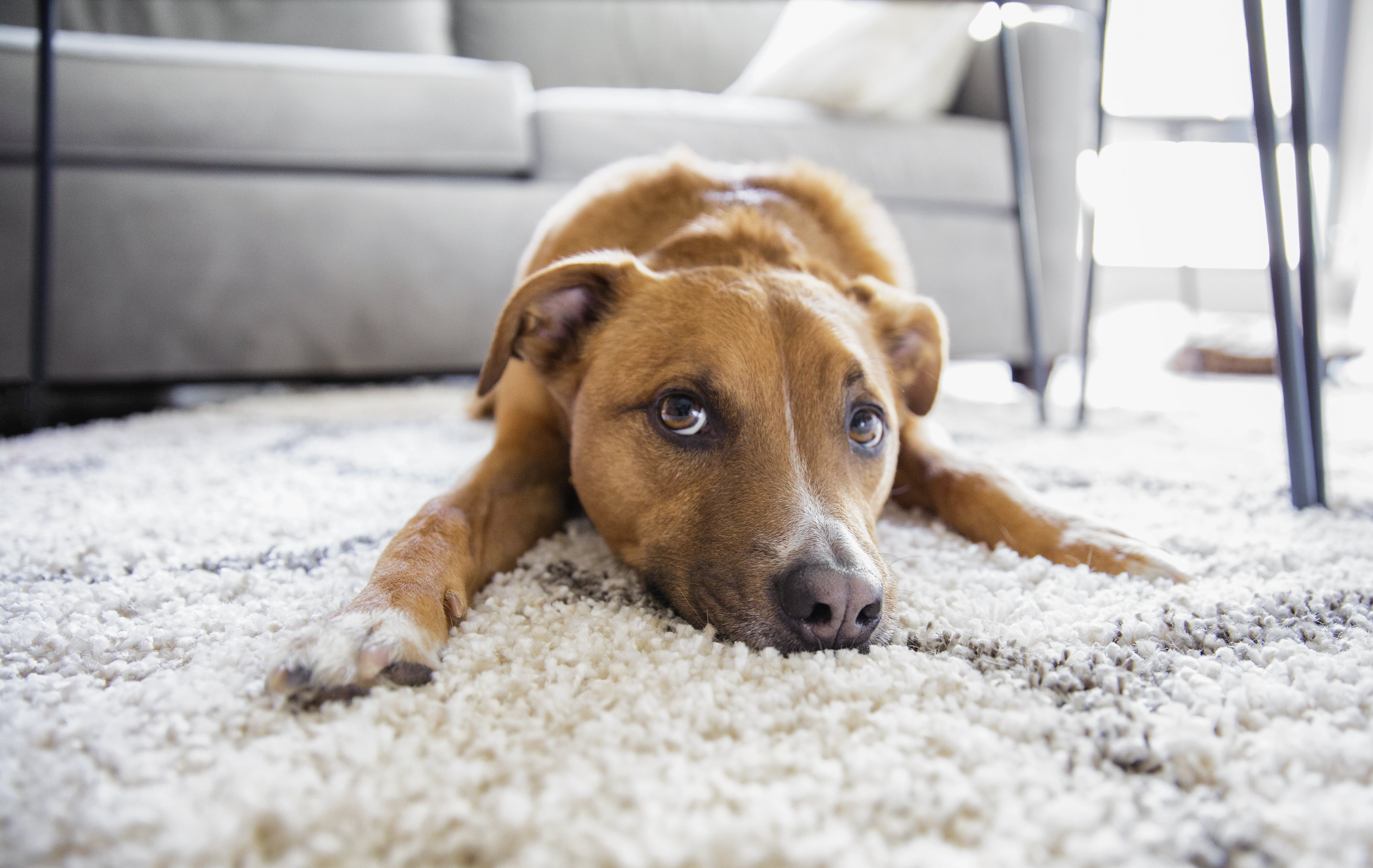 Дома появилась собака. Собаки для квартиры. Дом для собаки. Собака на ковре. Щенок на ковре.