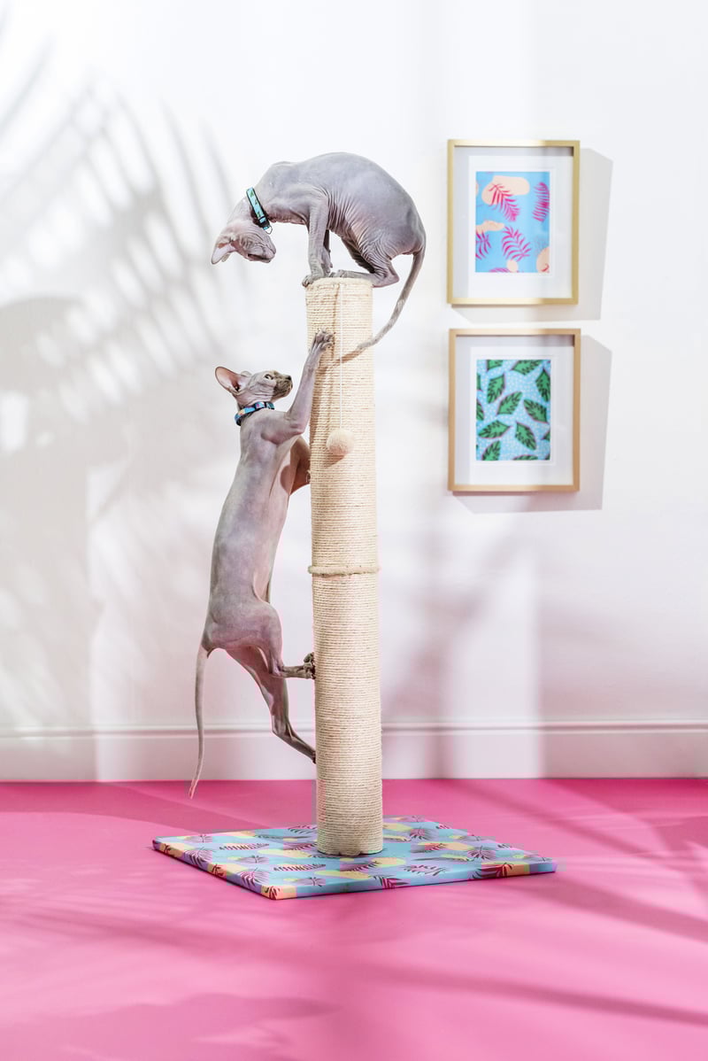 sphynx naaktkatten spelen op een krabpaal voor katten