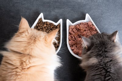 kat_twee katten eten droogvoer en natvoer_klein