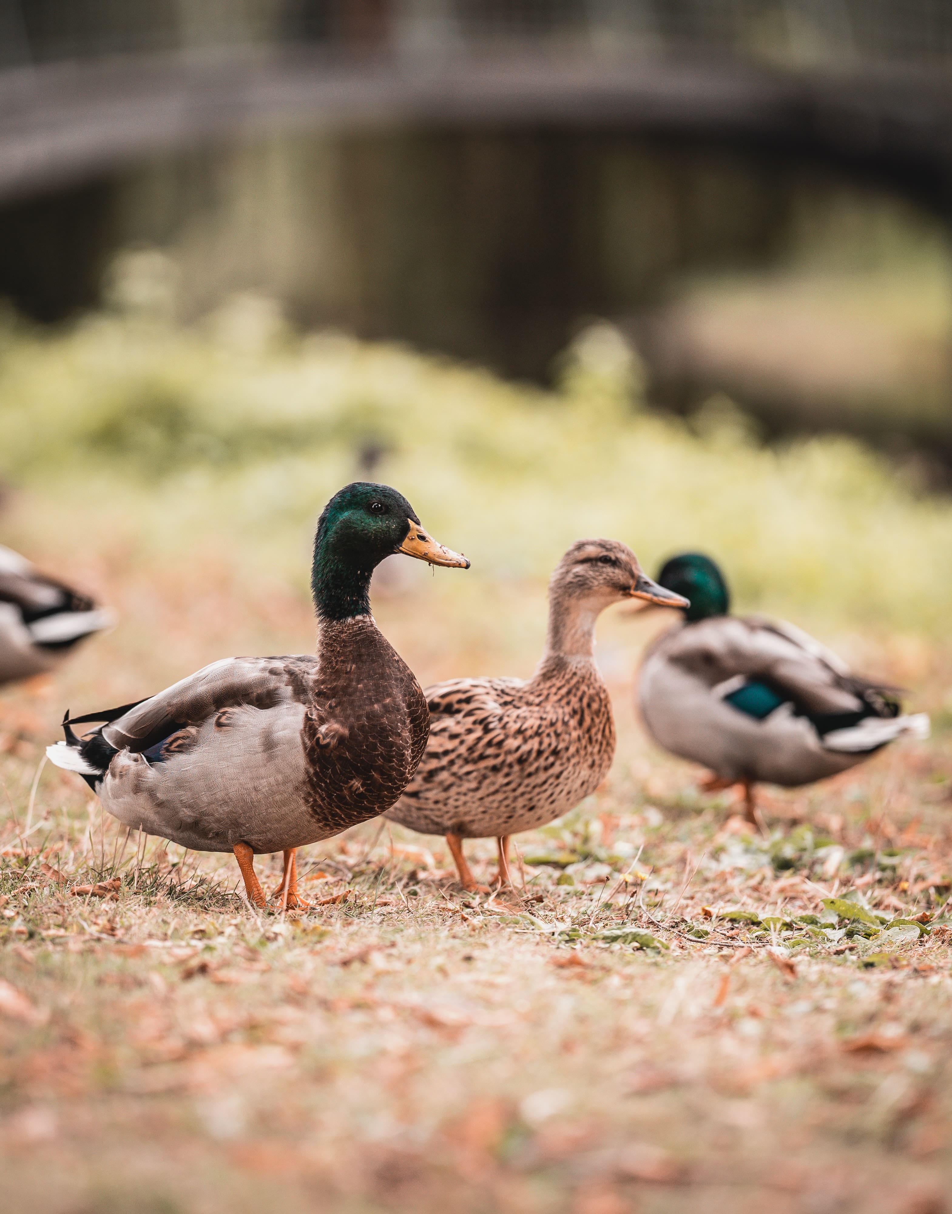 Un canard comme assistant-jardinier. Découvrez les 6 avantages.