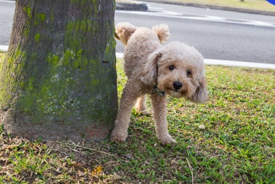 Hond_labradoodle_doet pipi tegen boom_klein