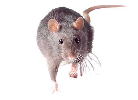 Little-one-rat-image-removebg-preview