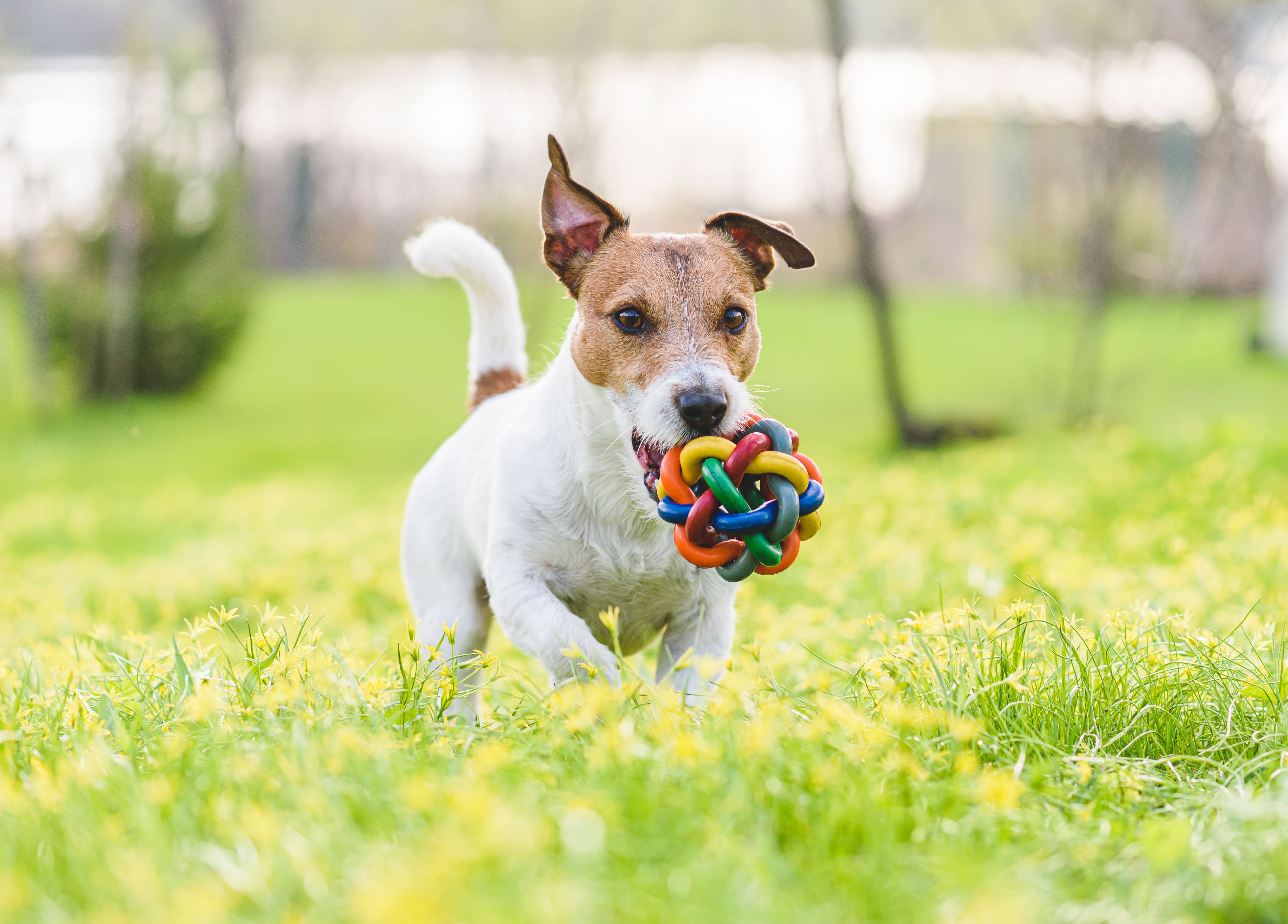 Un jardin parfait pour mon chien